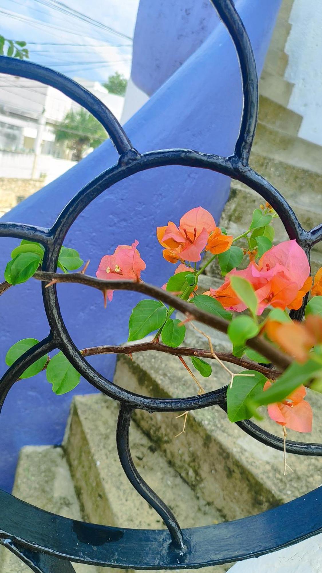 Amaranto Bed And Breakfast Cozumel Buitenkant foto