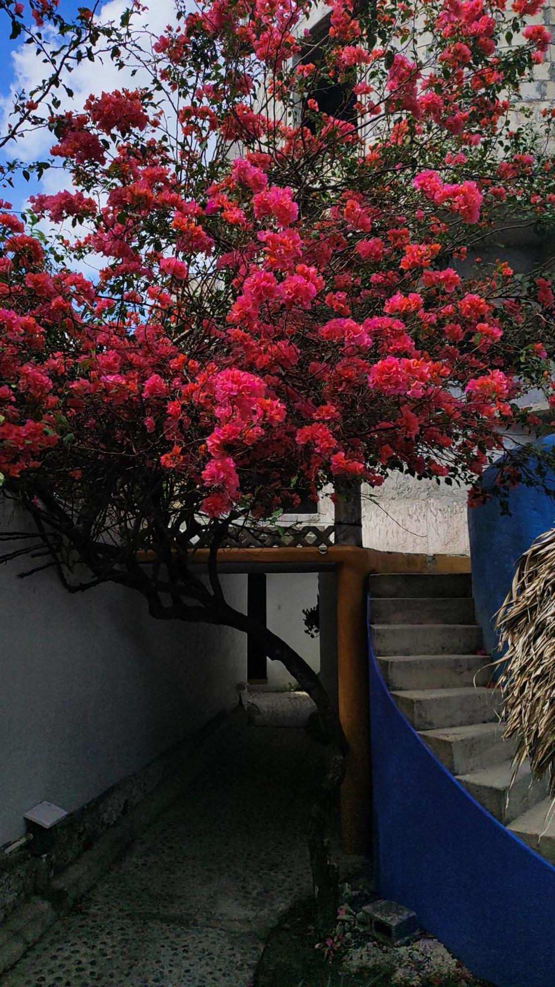 Amaranto Bed And Breakfast Cozumel Buitenkant foto